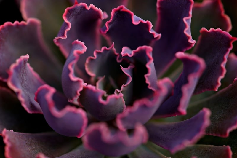 Succulent Giveaways
